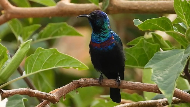 Arabian Sunbird - ML647175349