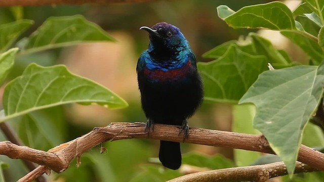 Arabian Sunbird - ML647175350