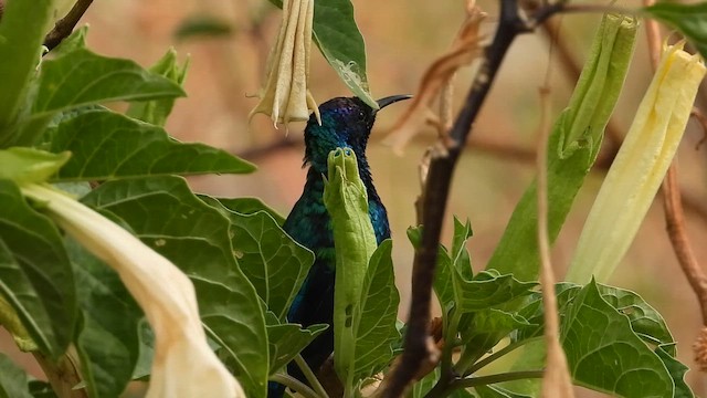 Arabian Sunbird - ML647175351