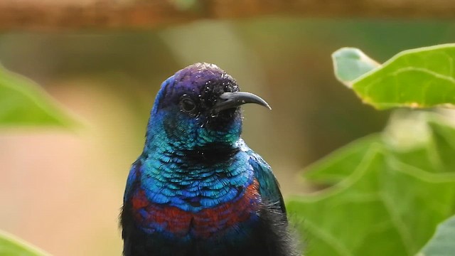 Arabian Sunbird - ML647175352