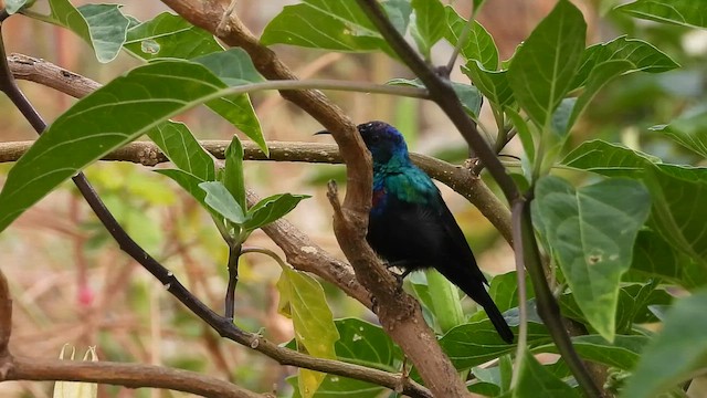 Arabian Sunbird - ML647175353