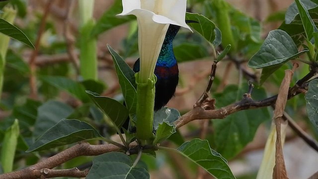 Arabian Sunbird - ML647175354