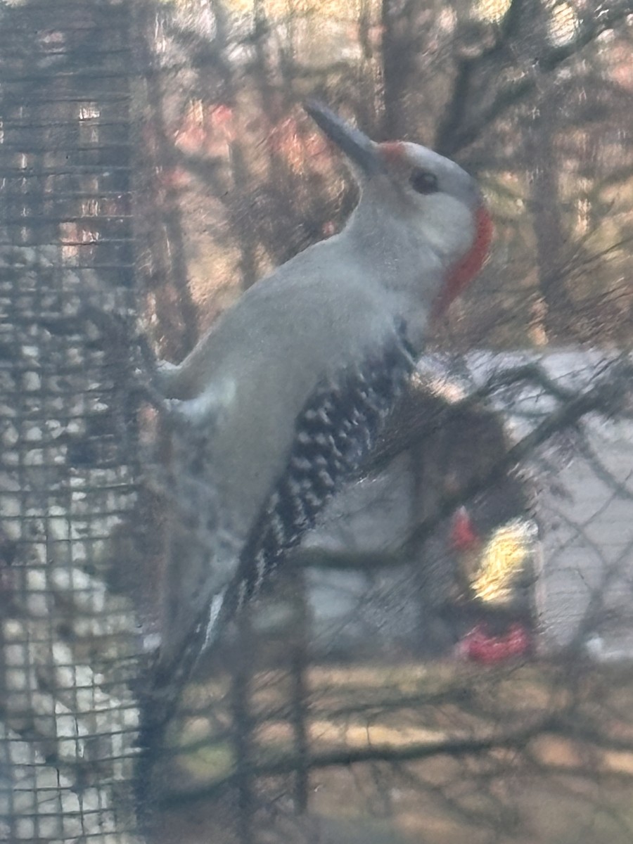 Red-bellied Woodpecker - ML647175355
