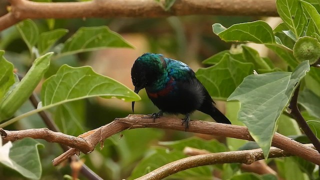 Arabian Sunbird - ML647175356