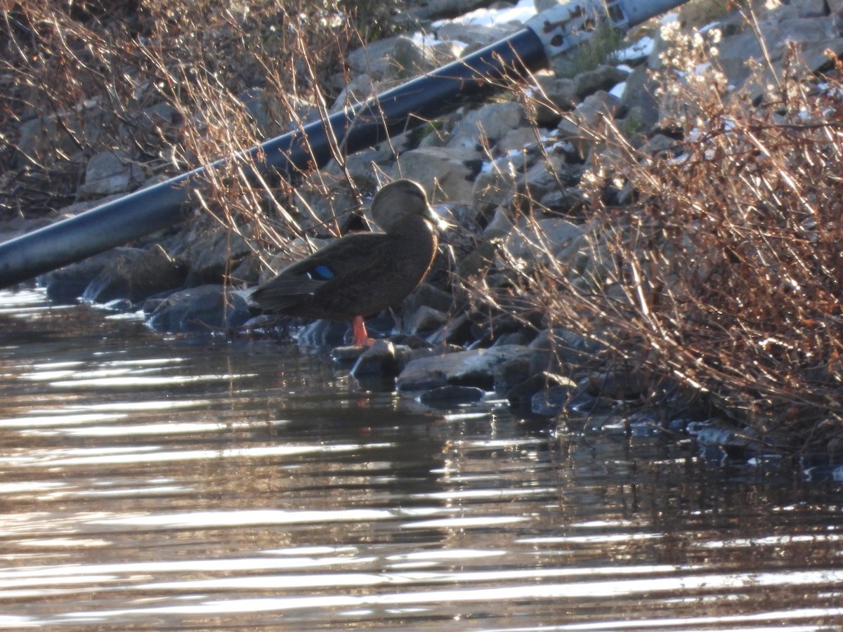 American Black Duck - ML647175357
