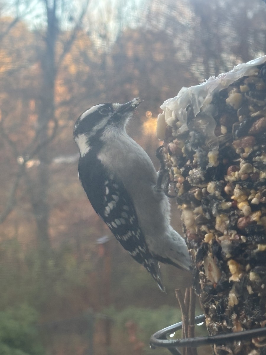 Downy Woodpecker - ML647175363