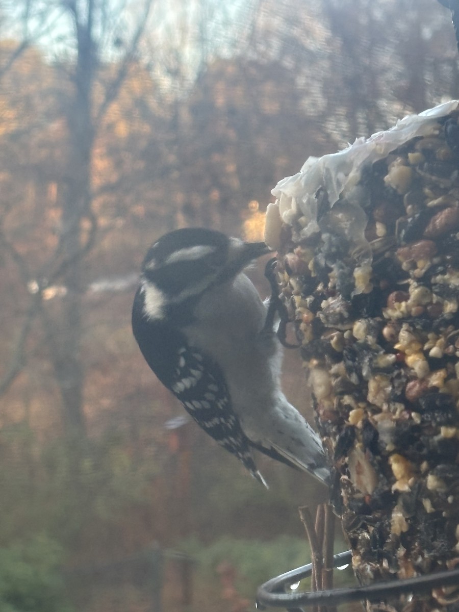 Downy Woodpecker - ML647175364