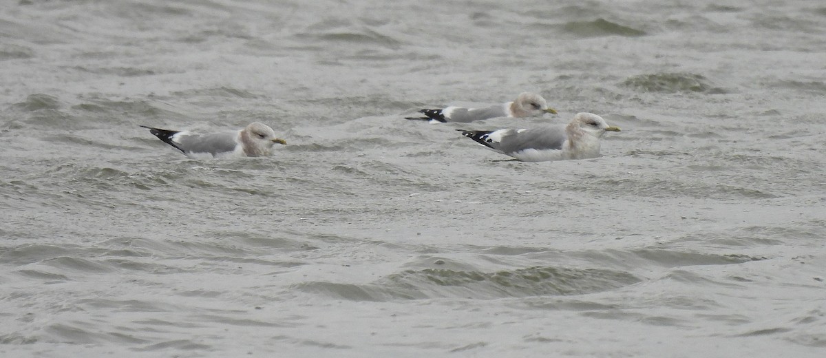 שחף אפרורי אמריקני - ML647175370