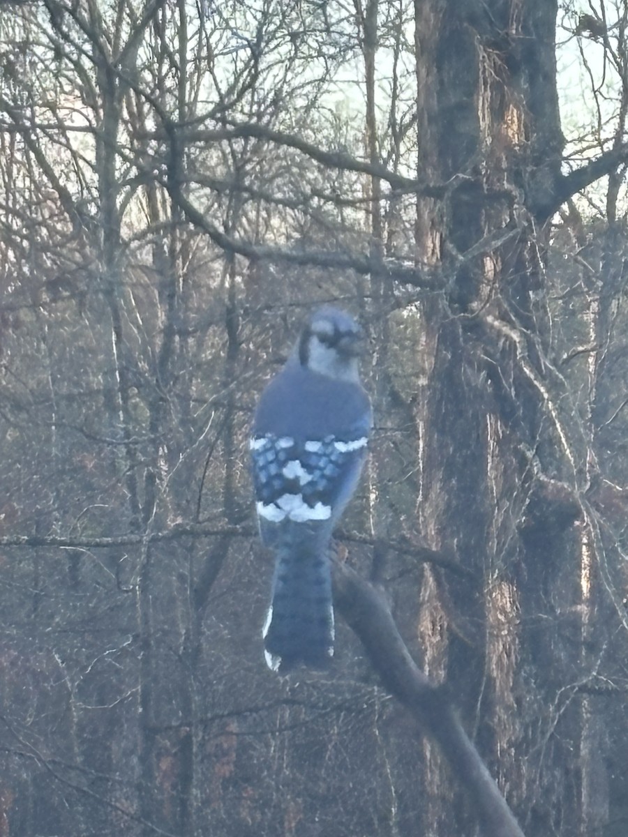 Blue Jay - ML647175371