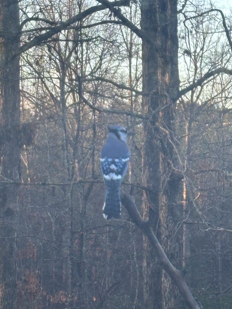 Blue Jay - ML647175372