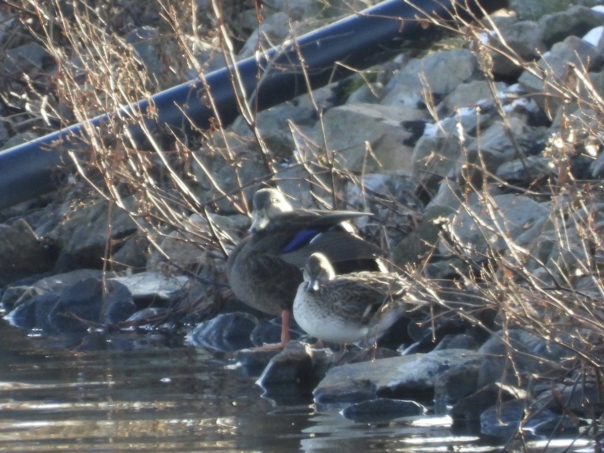 Green-winged Teal - ML647175375