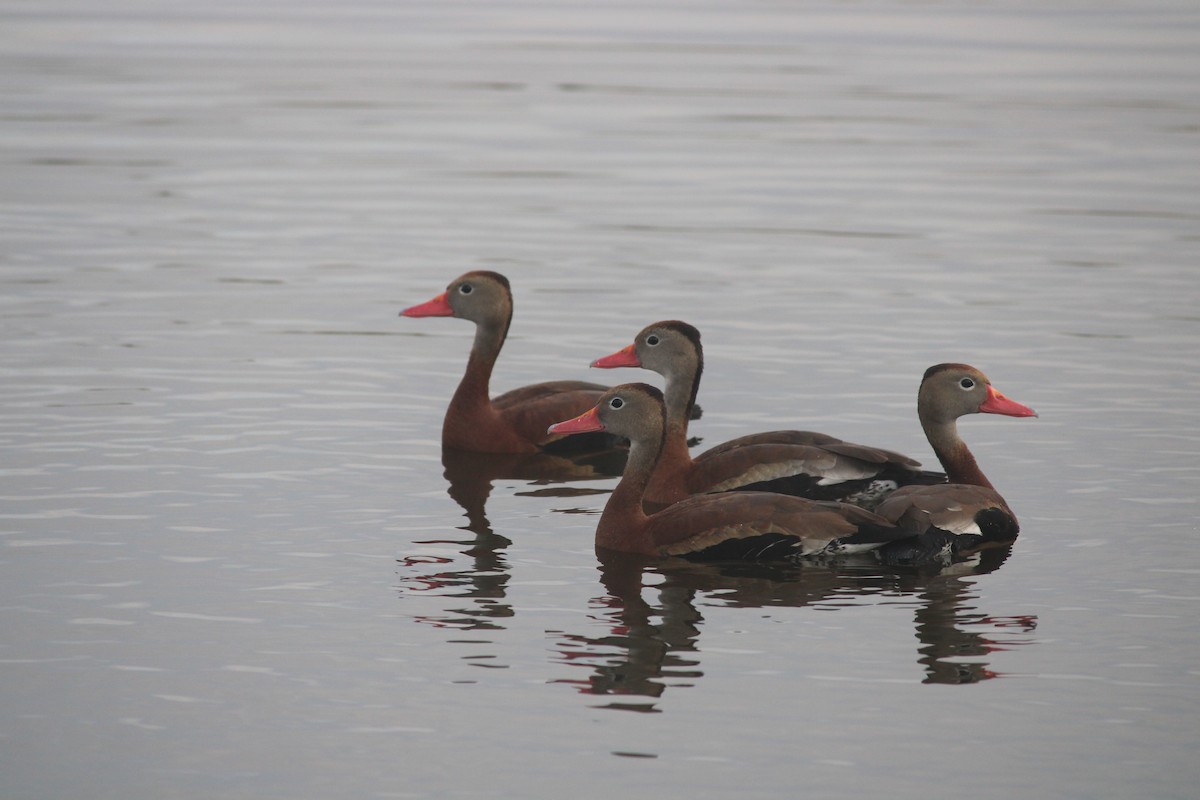 Black-bellied Whistling-Duck - ML647175381