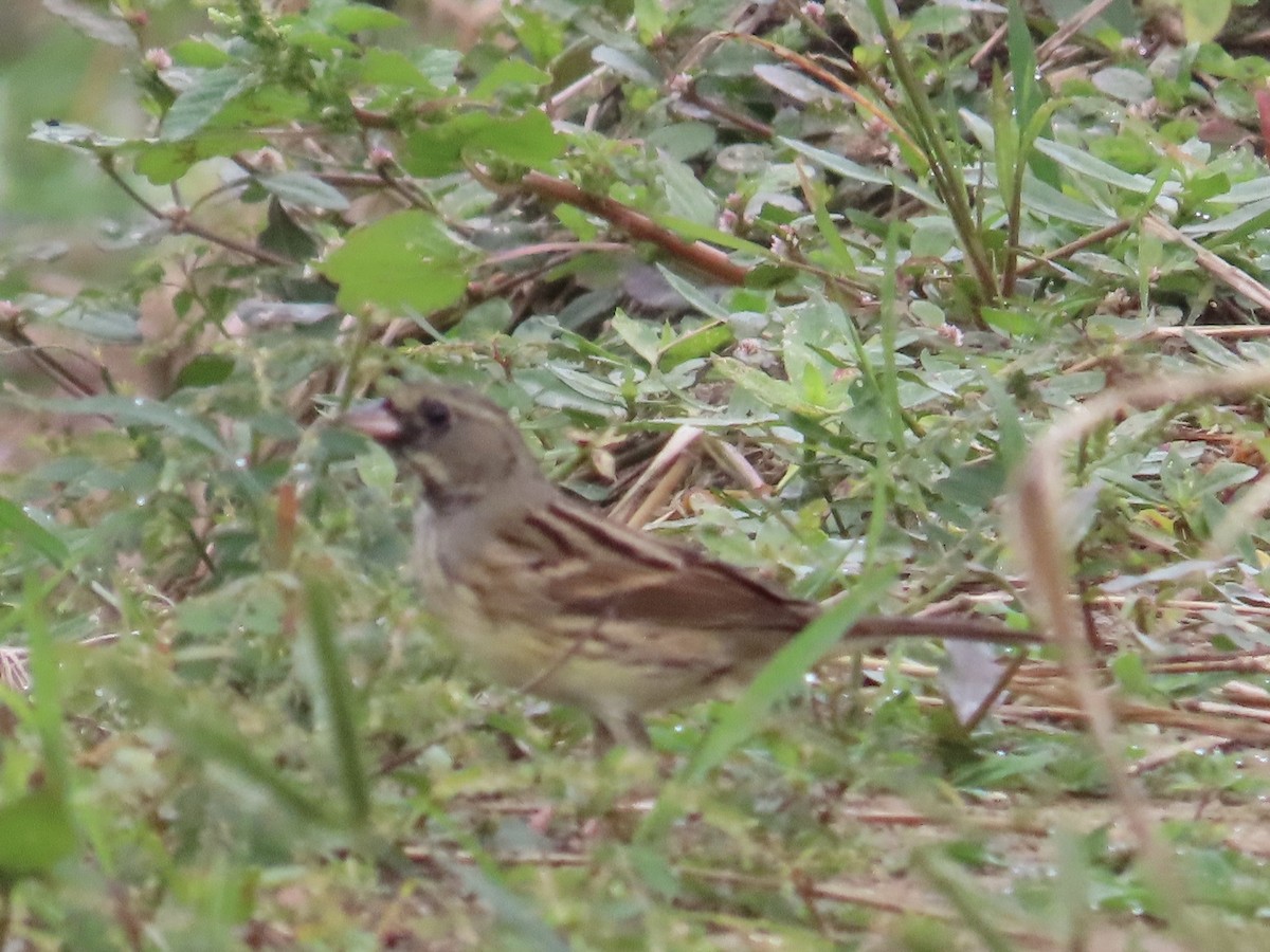 Black-faced Bunting - ML647175383