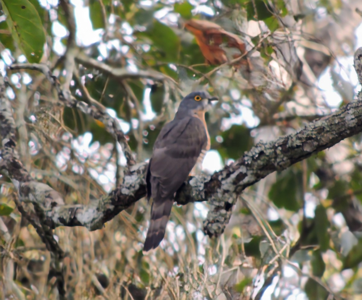 Изменчивая кукушка - ML647175391