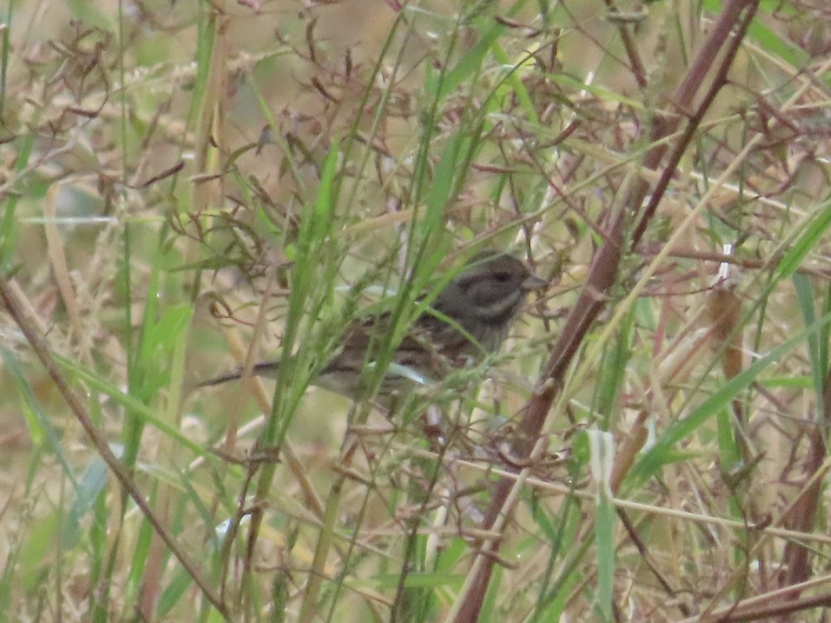 Black-faced Bunting - ML647175402