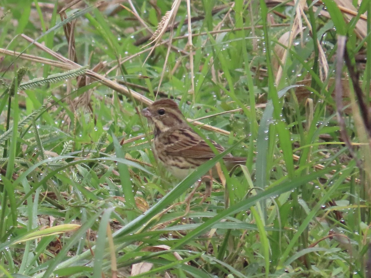 Black-faced Bunting - ML647175403