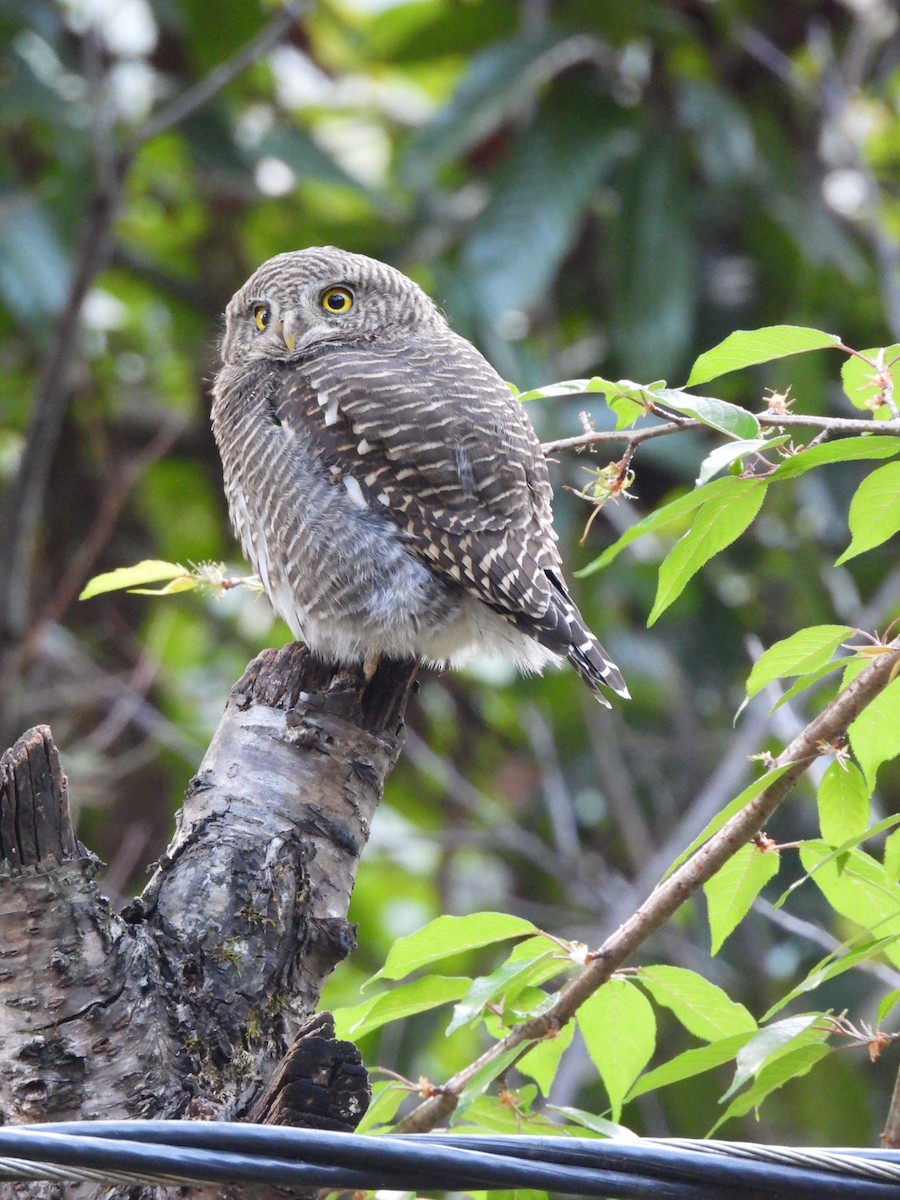 Asian Barred Owlet - ML647175404