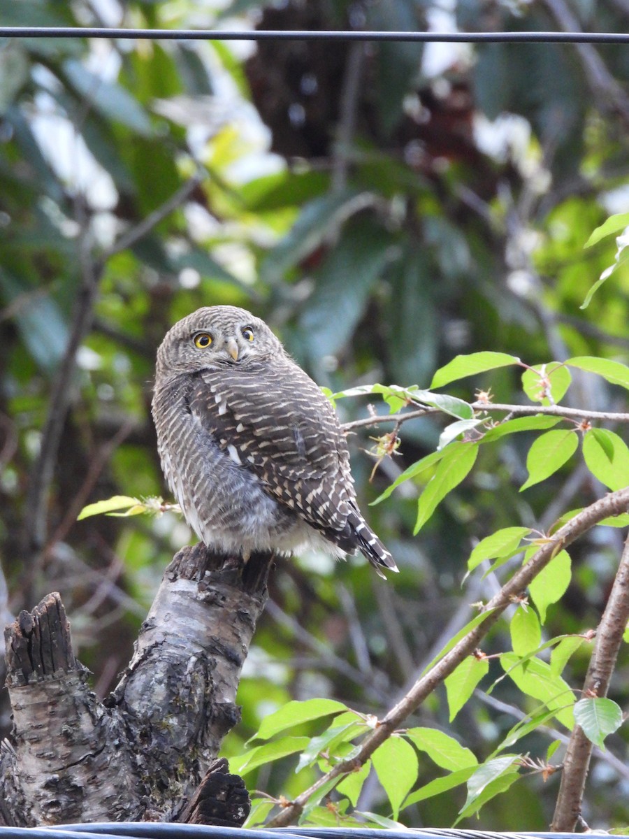 Asian Barred Owlet - ML647175405