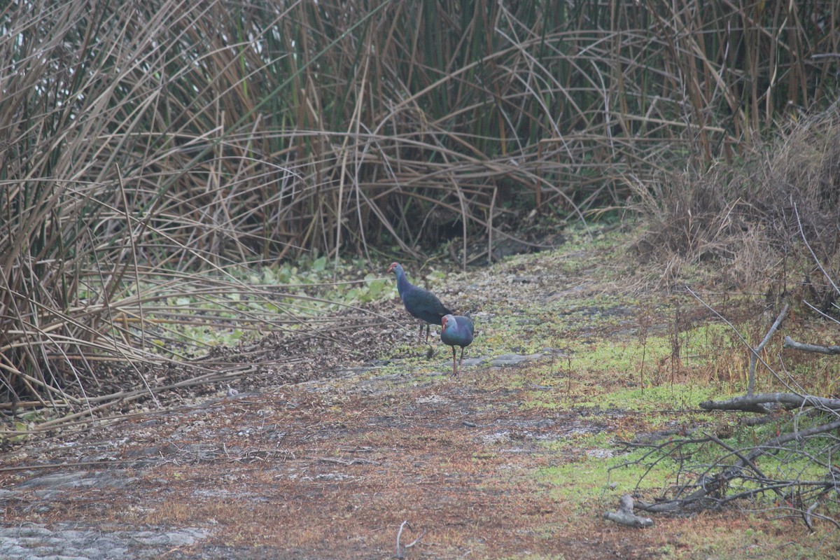 灰頭紫水雞 - ML647175407