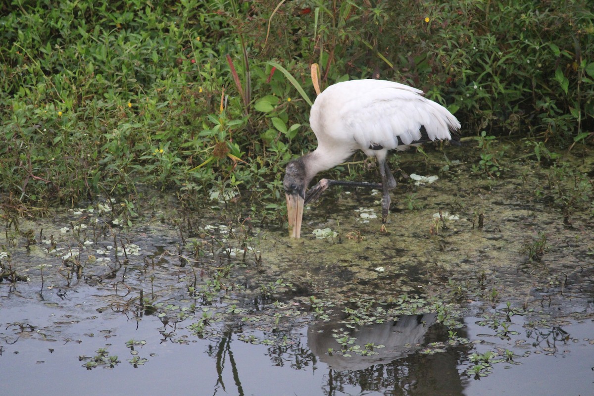 Wood Stork - ML647175412