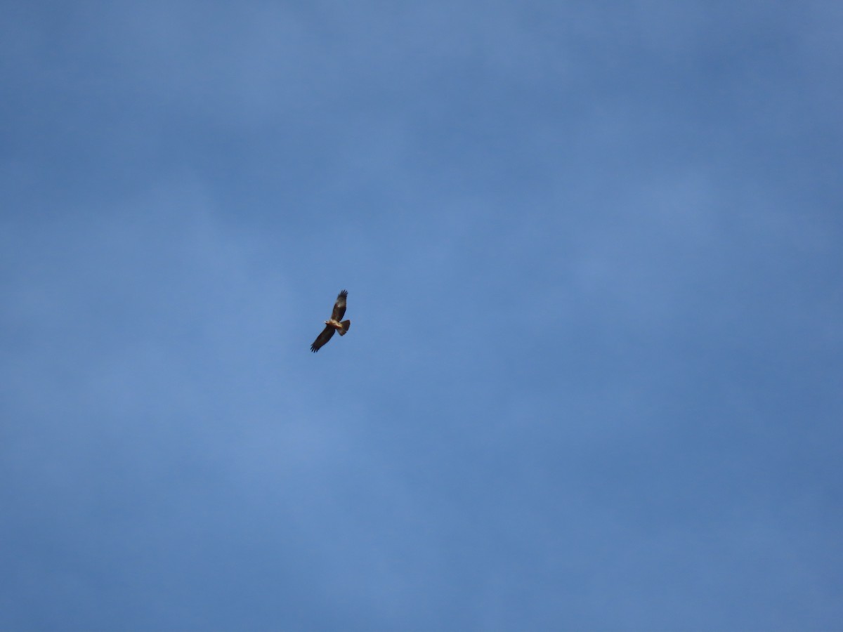 European Honey-buzzard - ML647175423