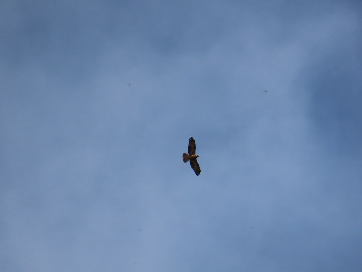 European Honey-buzzard - ML647175424