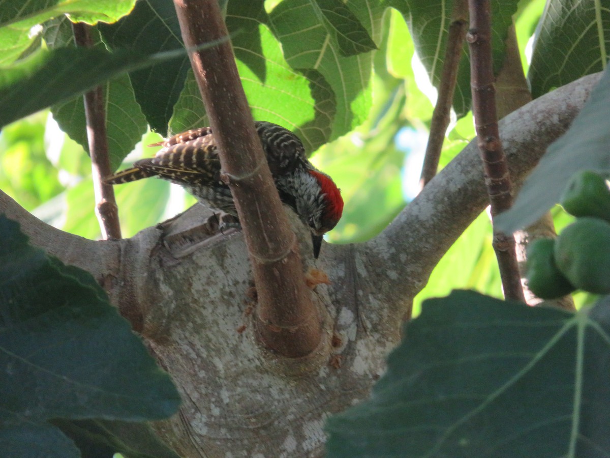 Cardinal Woodpecker - ML647175427