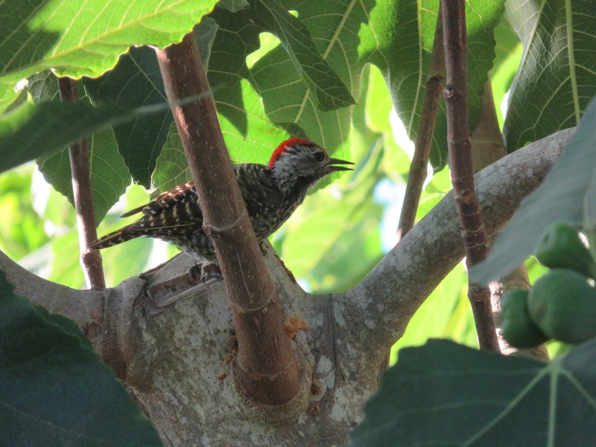 Cardinal Woodpecker - ML647175428