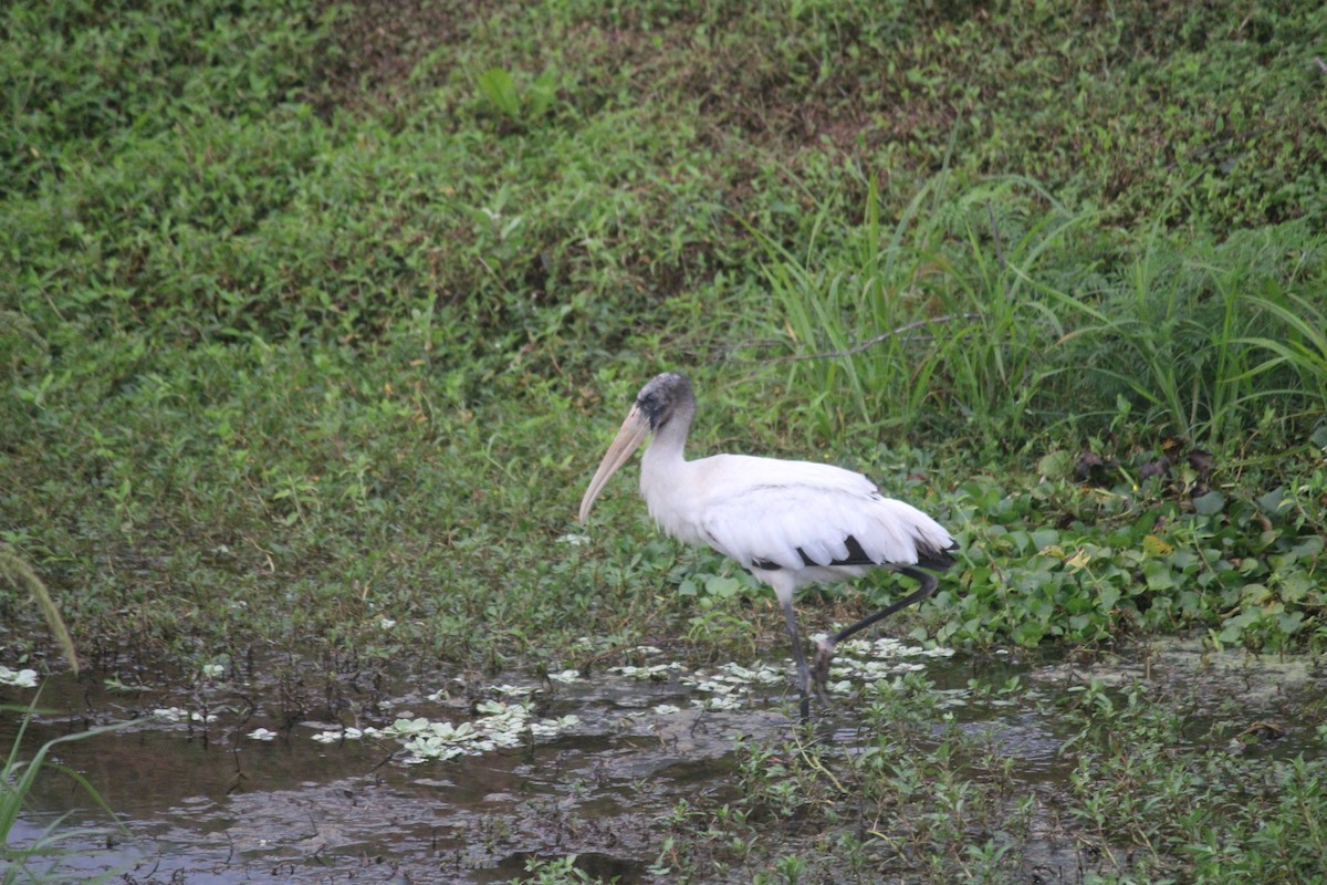 Wood Stork - ML647175433