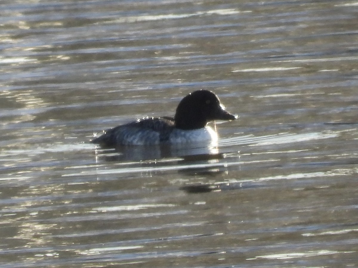 Barrow's Goldeneye - ML647175438