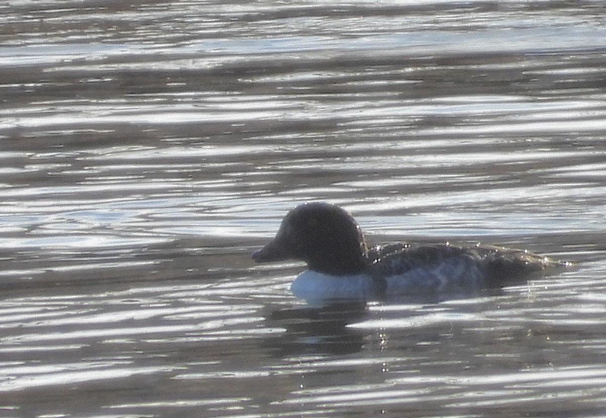 Barrow's Goldeneye - ML647175439