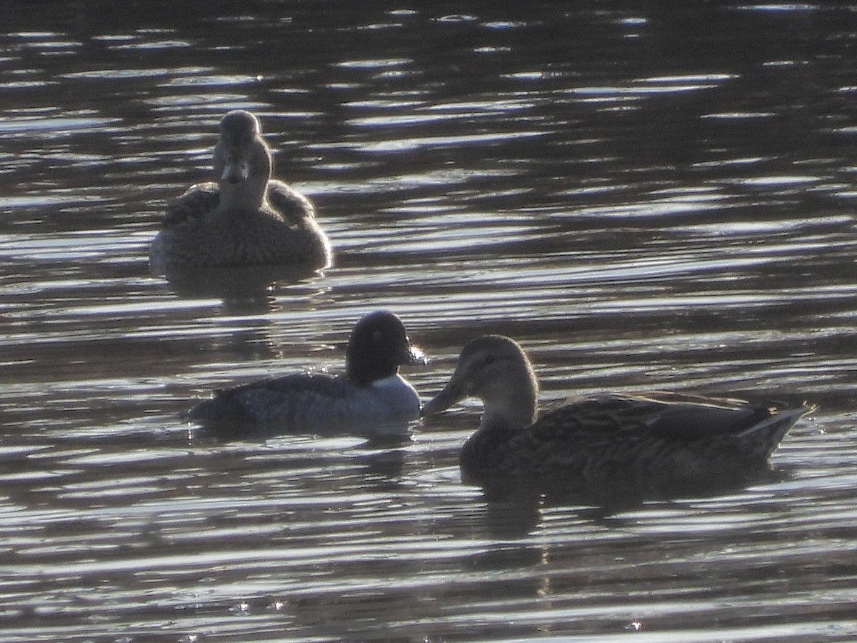 Barrow's Goldeneye - ML647175440