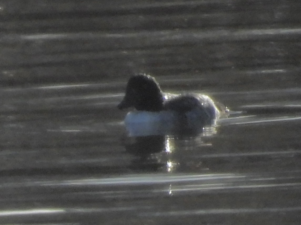 Barrow's Goldeneye - ML647175441