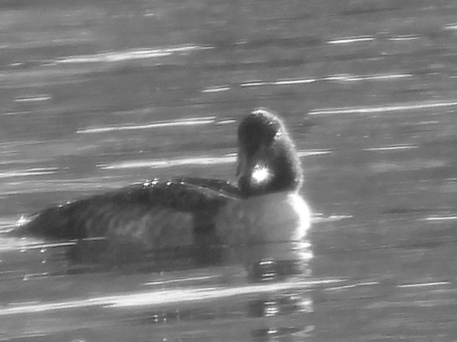 Barrow's Goldeneye - ML647175442