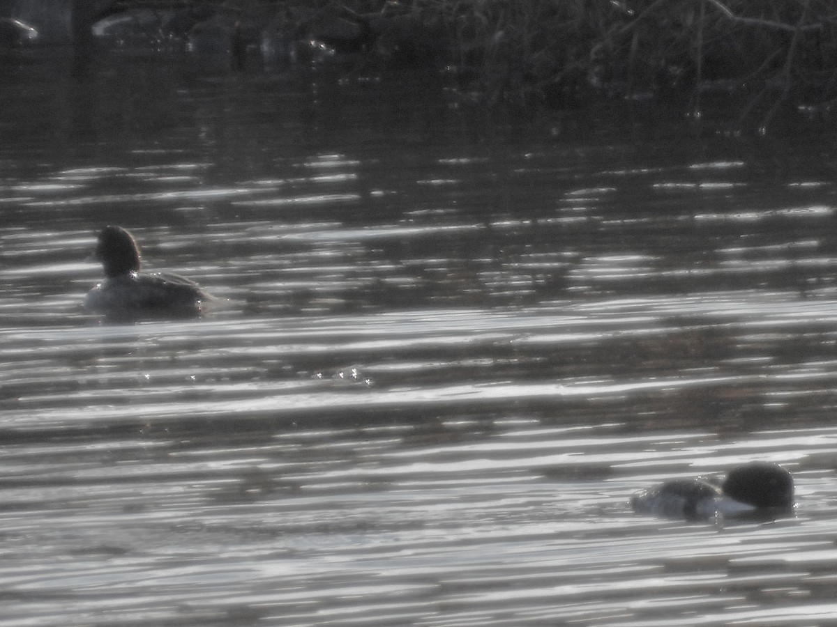 Barrow's Goldeneye - ML647175443