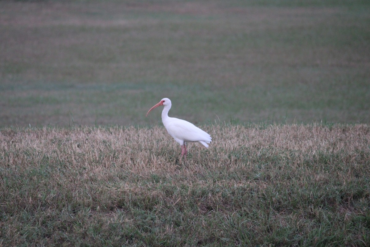 White Ibis - ML647175446