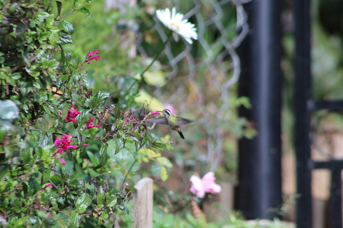 White-eared Hummingbird - ML647175448