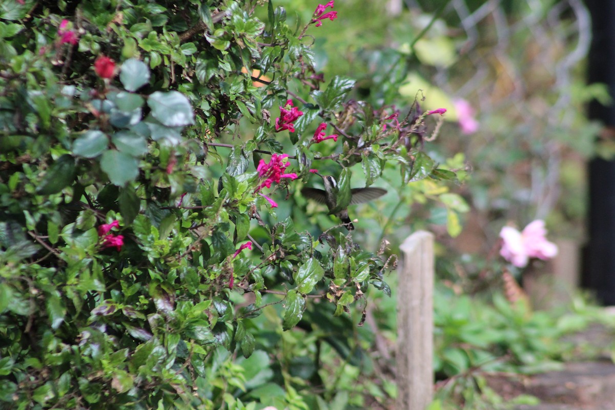 White-eared Hummingbird - ML647175449