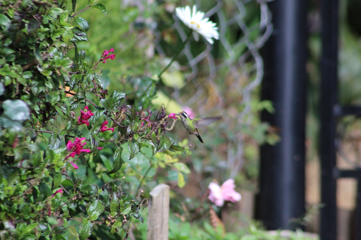 White-eared Hummingbird - ML647175450