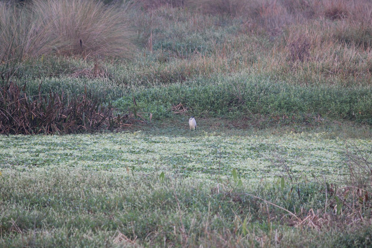 夜鷺 - ML647175451