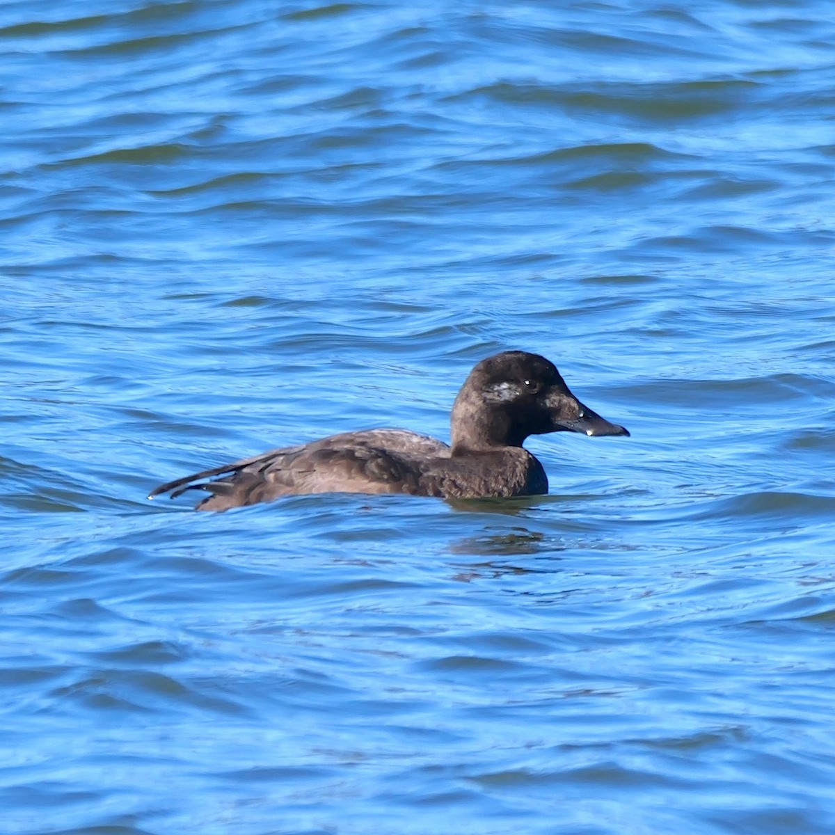 sibirsjøorre - ML647175458