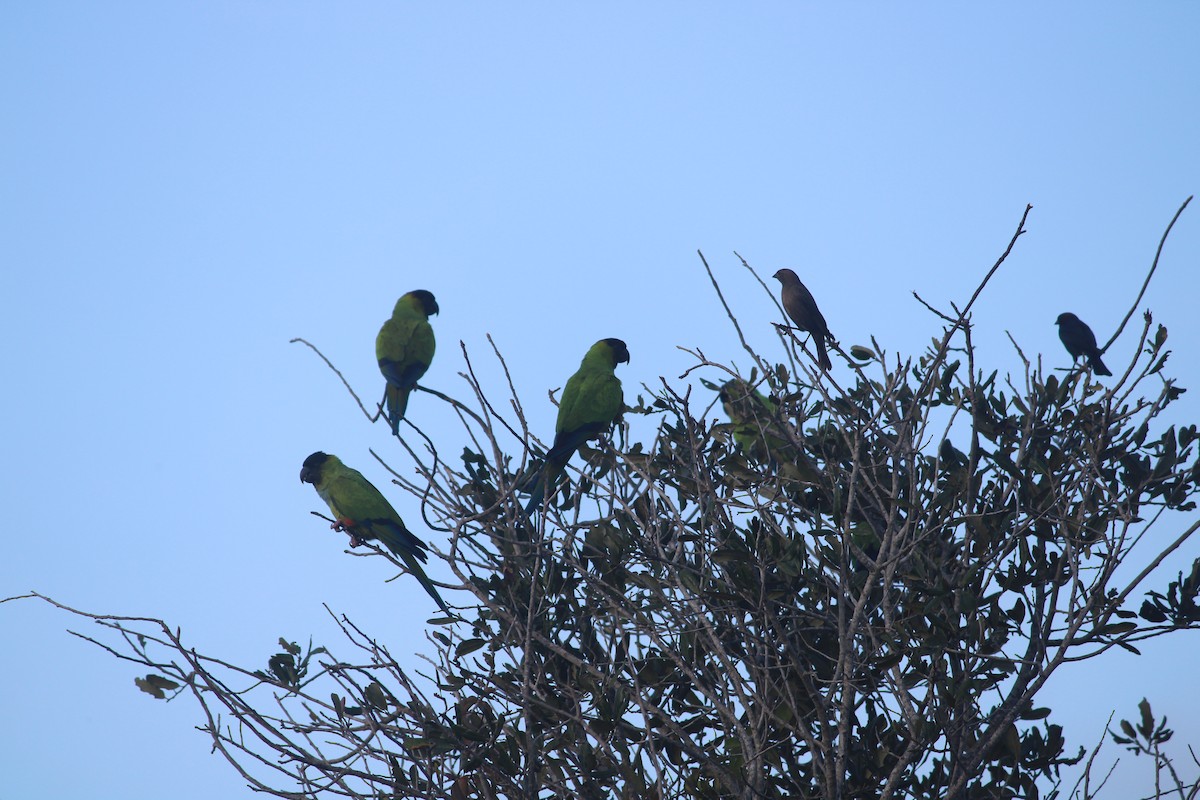 Nanday Parakeet - ML647175460