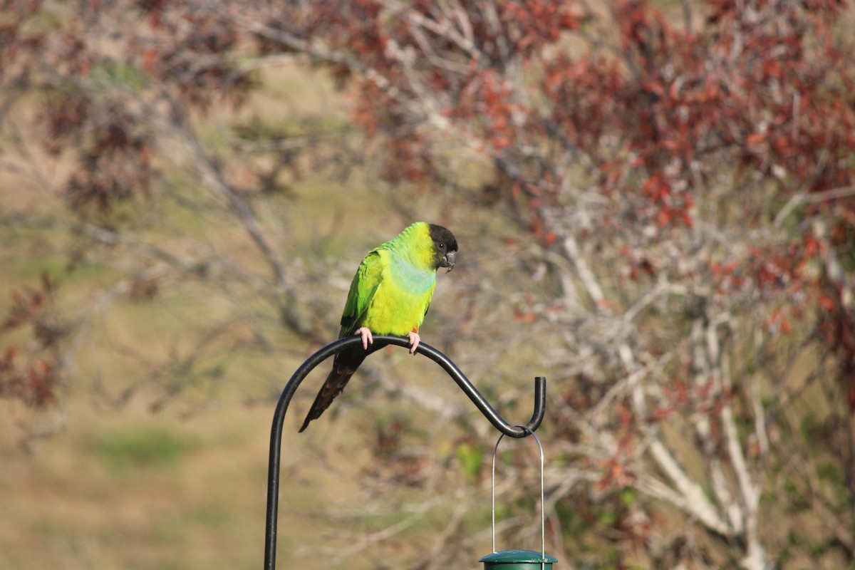 Nanday Parakeet - ML647175461