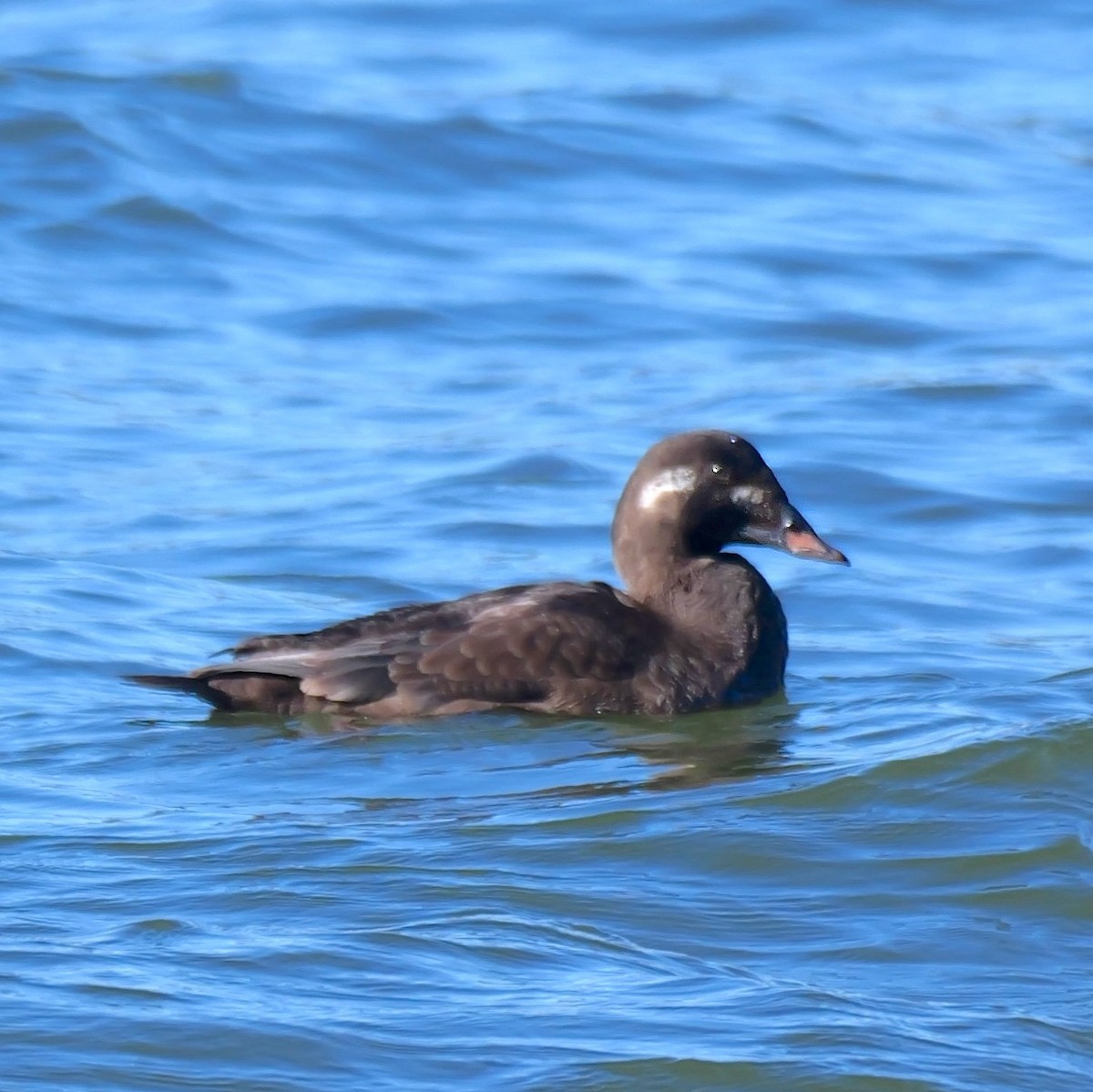 sibirsjøorre - ML647175464