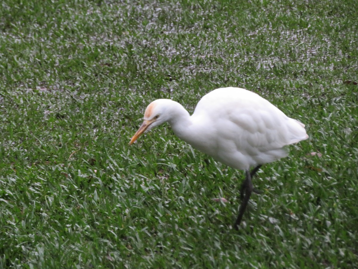 Eastern Cattle-Egret - ML647175470