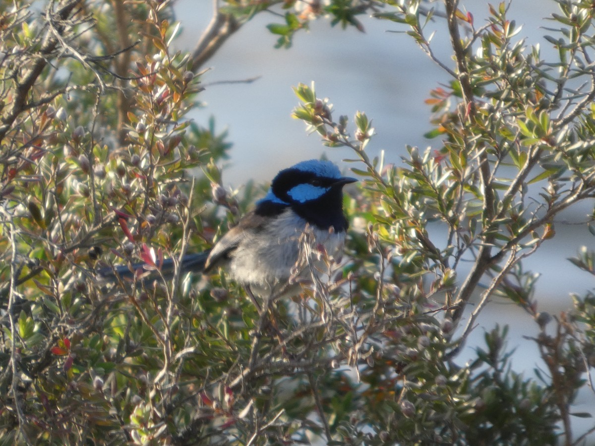 Superb Fairywren - ML647175471