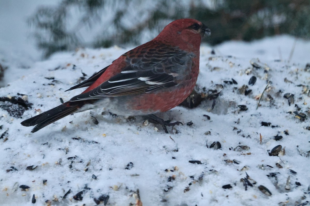 Pine Grosbeak - ML647175475