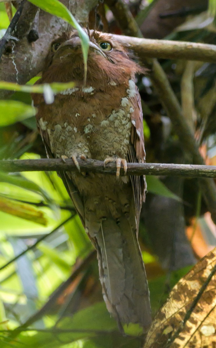 Sri Lanka Frogmouth - ML647175476