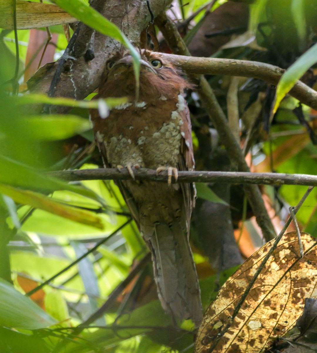 Sri Lanka Frogmouth - ML647175477
