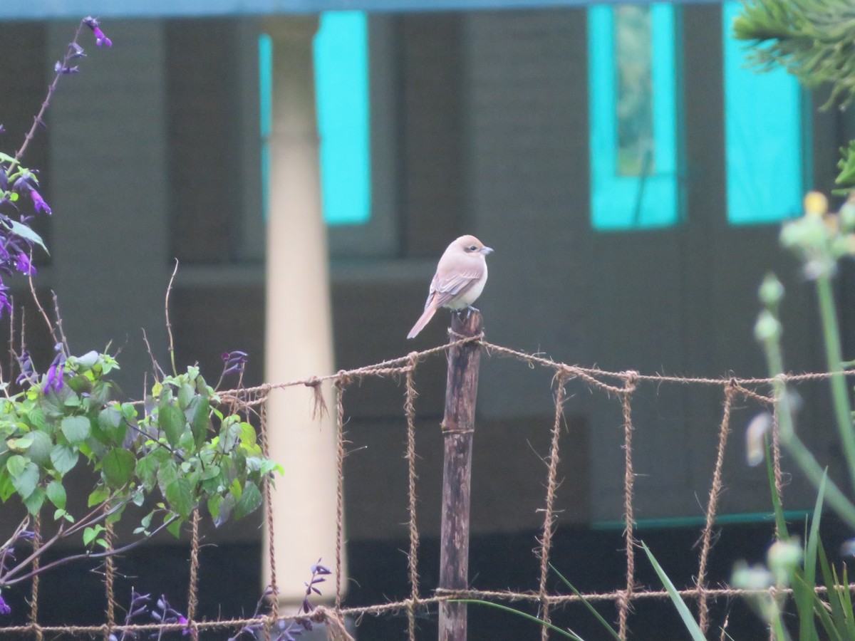Asian Brown Flycatcher - ML647175479